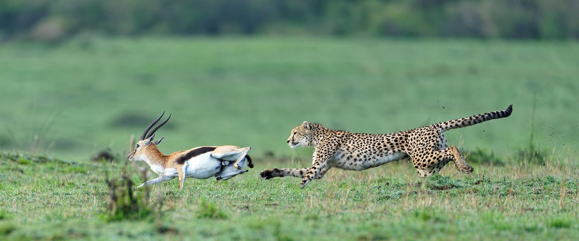 Predator v Prey