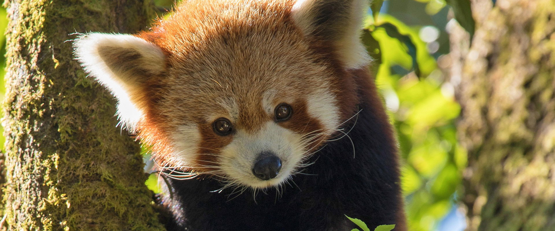 Red Panda: World's Cutest Animal's banner image