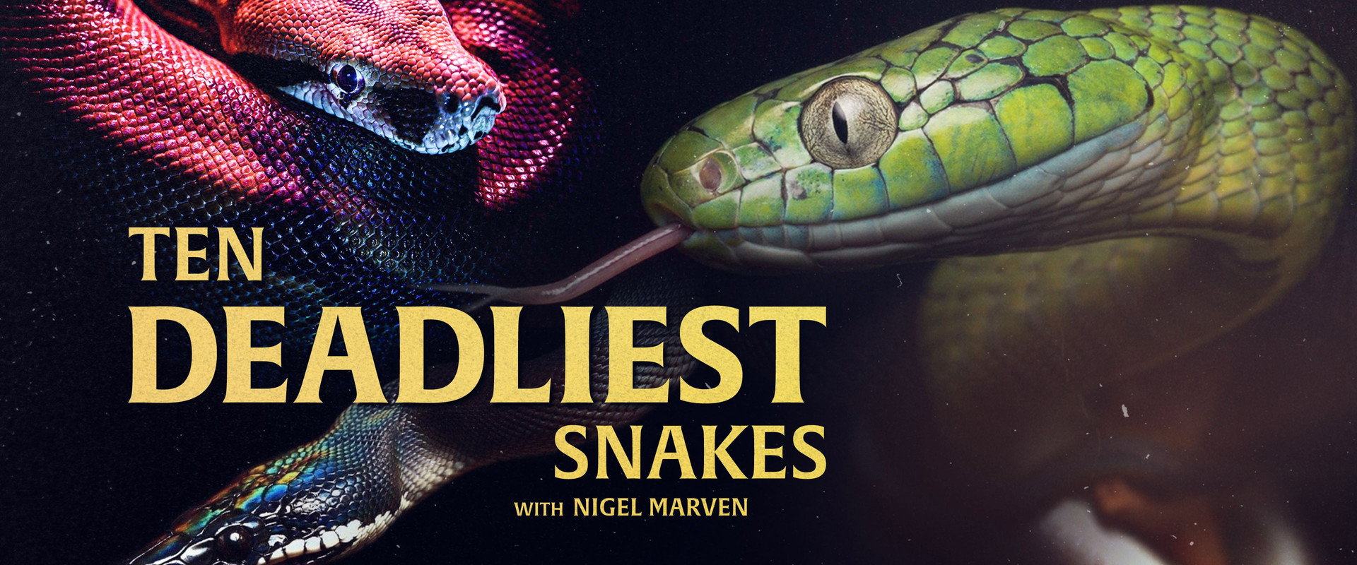 十大毒蛇