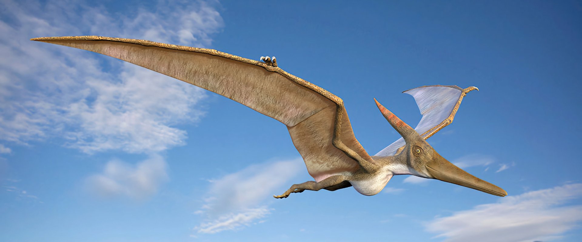 Sky Monsters