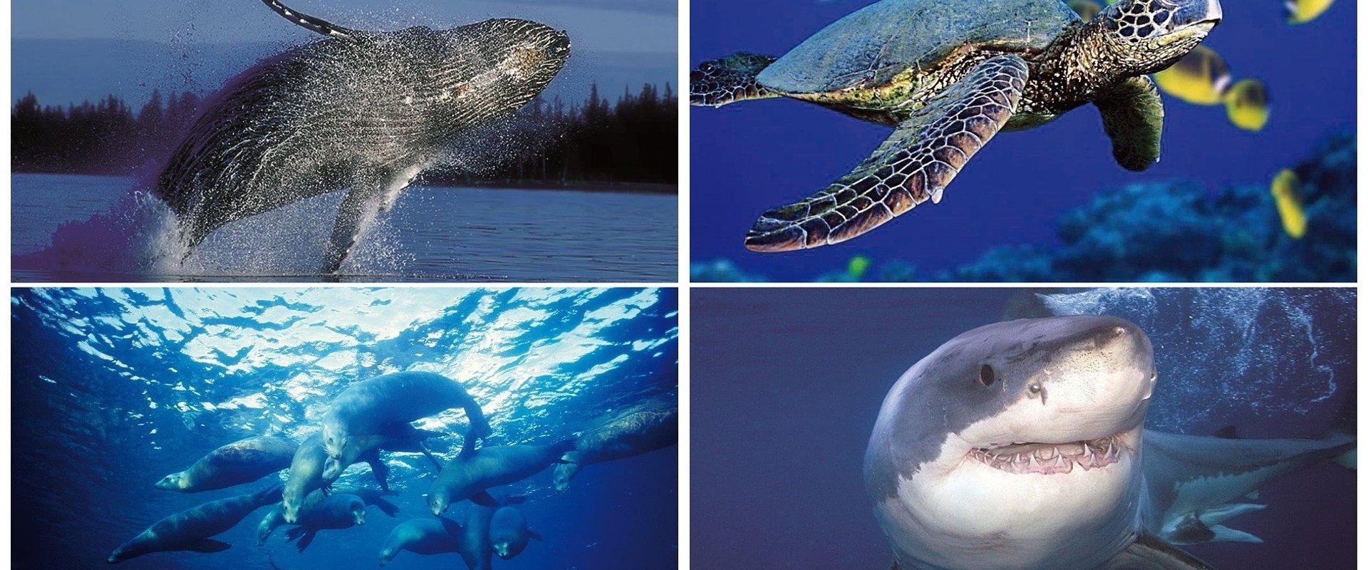 Discover Planet Ocean