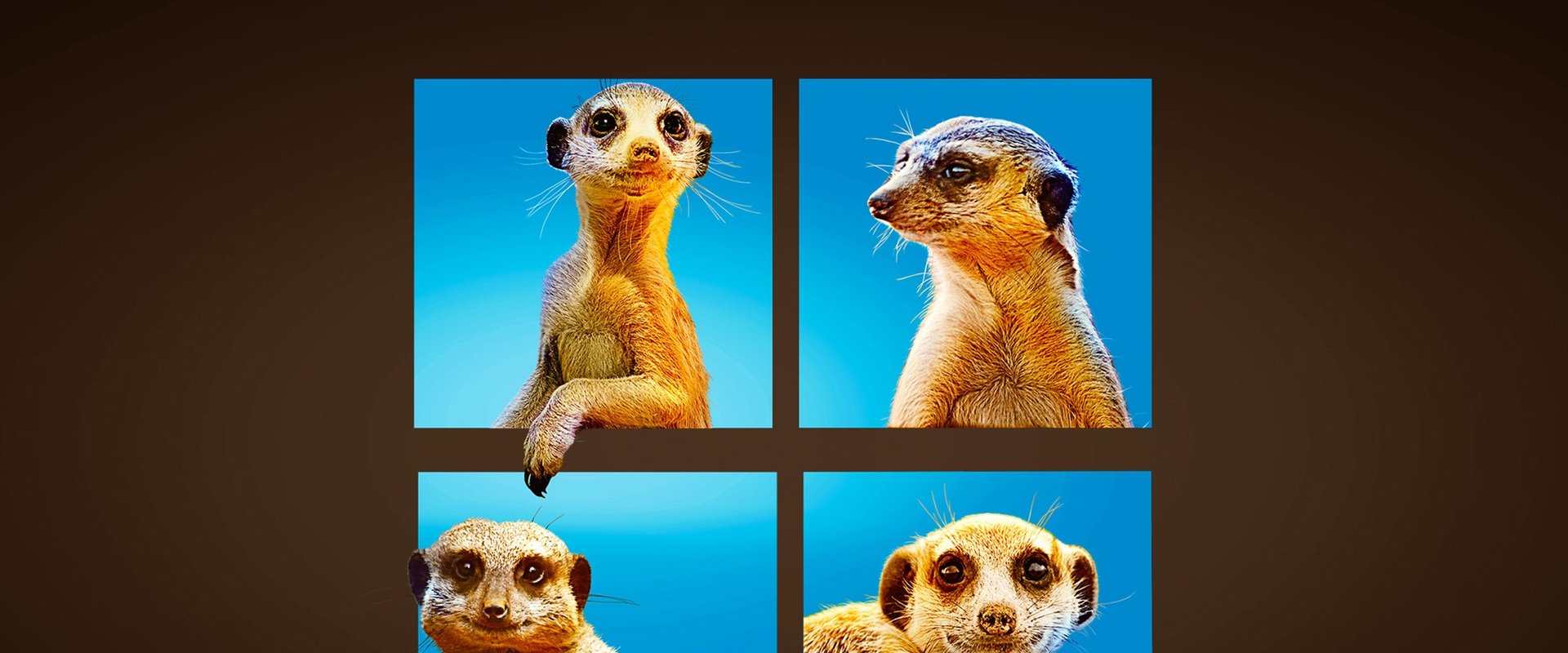 Meet The Meerkats