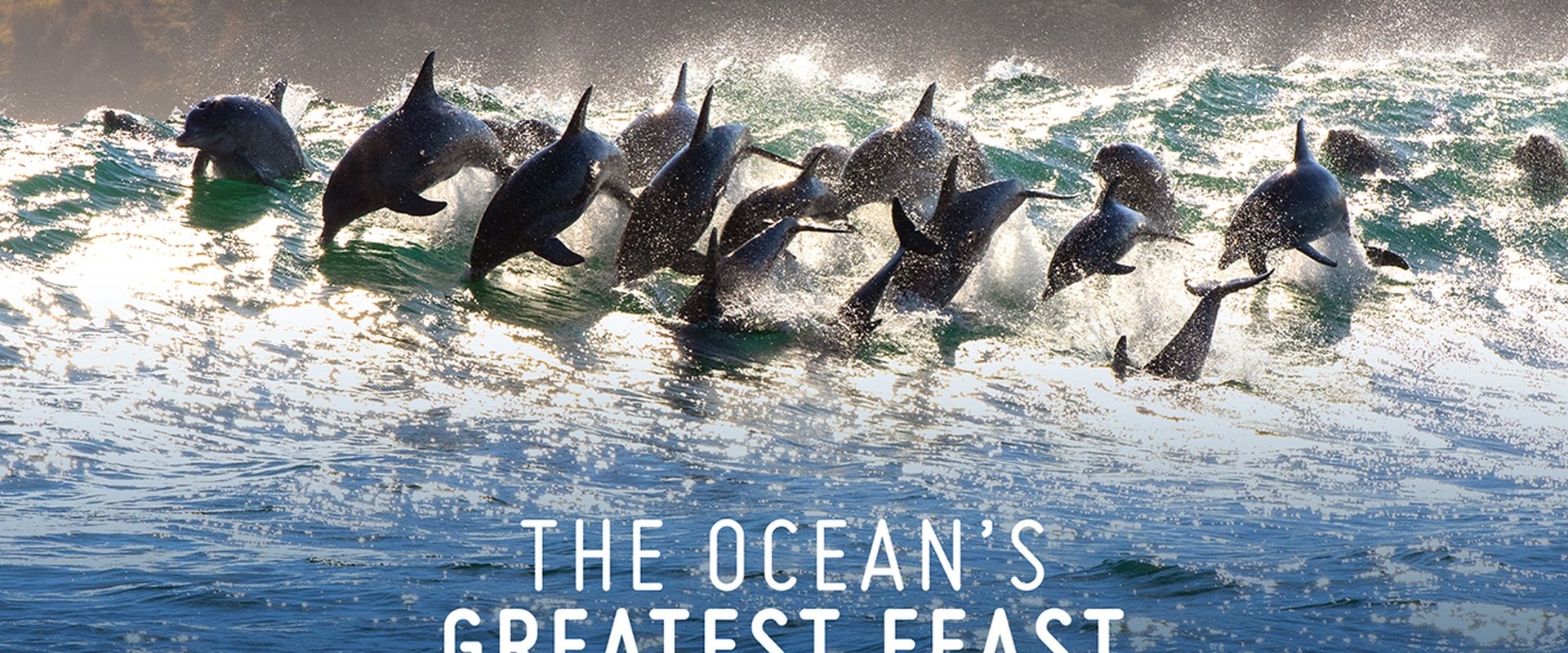 The Ocean’s Greatest Feast