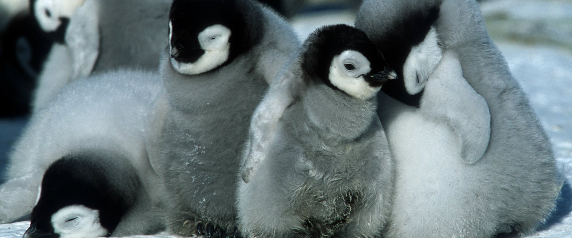 March of the Penguins