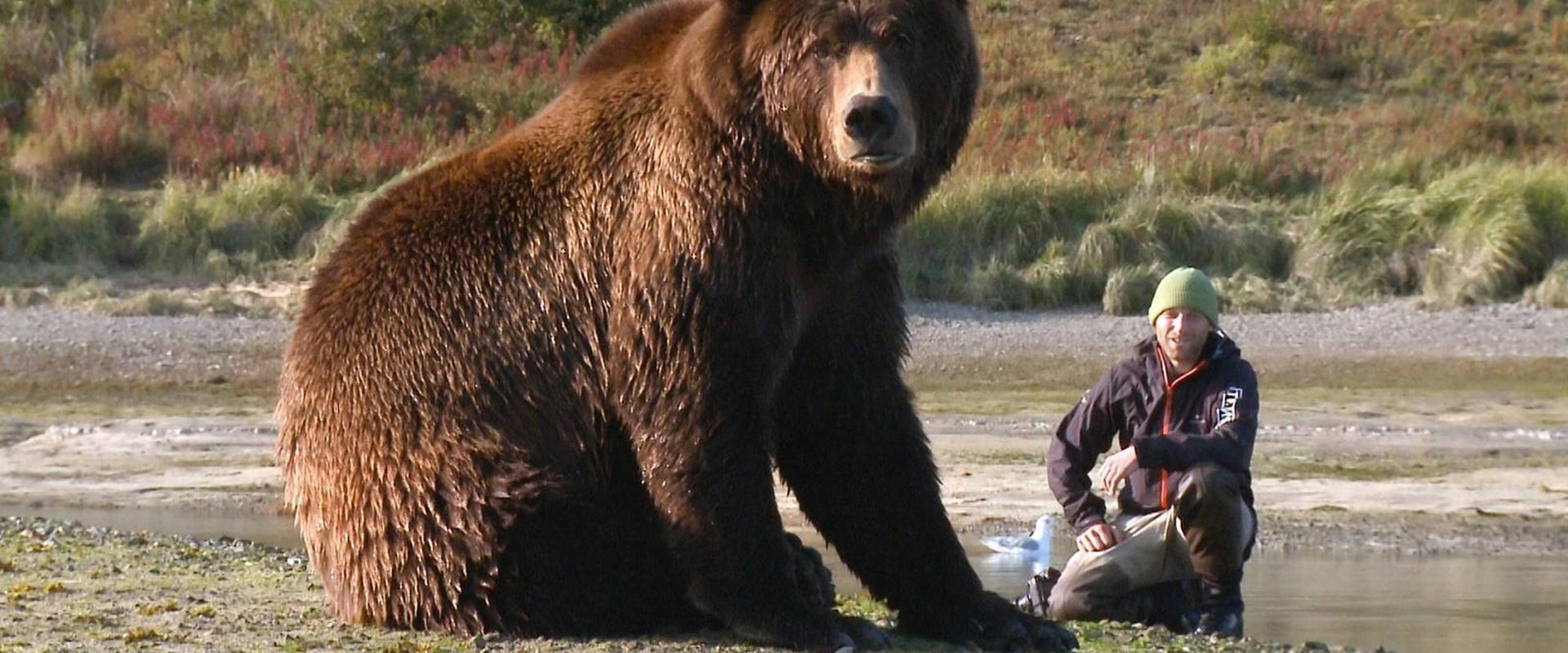 Bear-Like