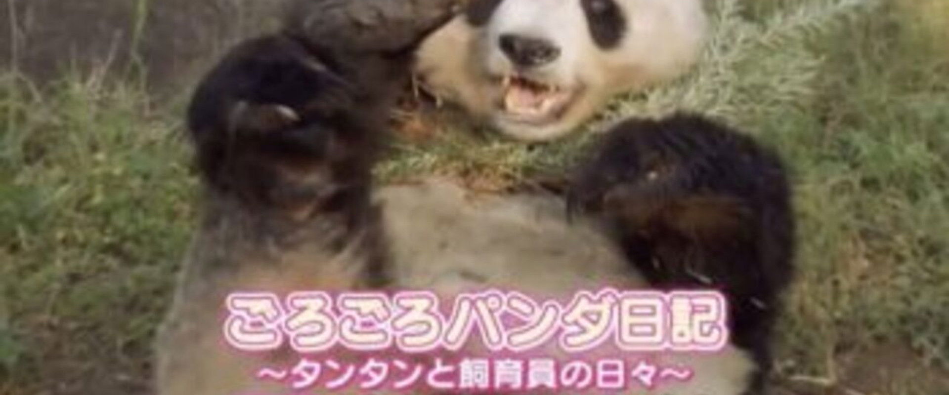 ごろごろパンダ日記