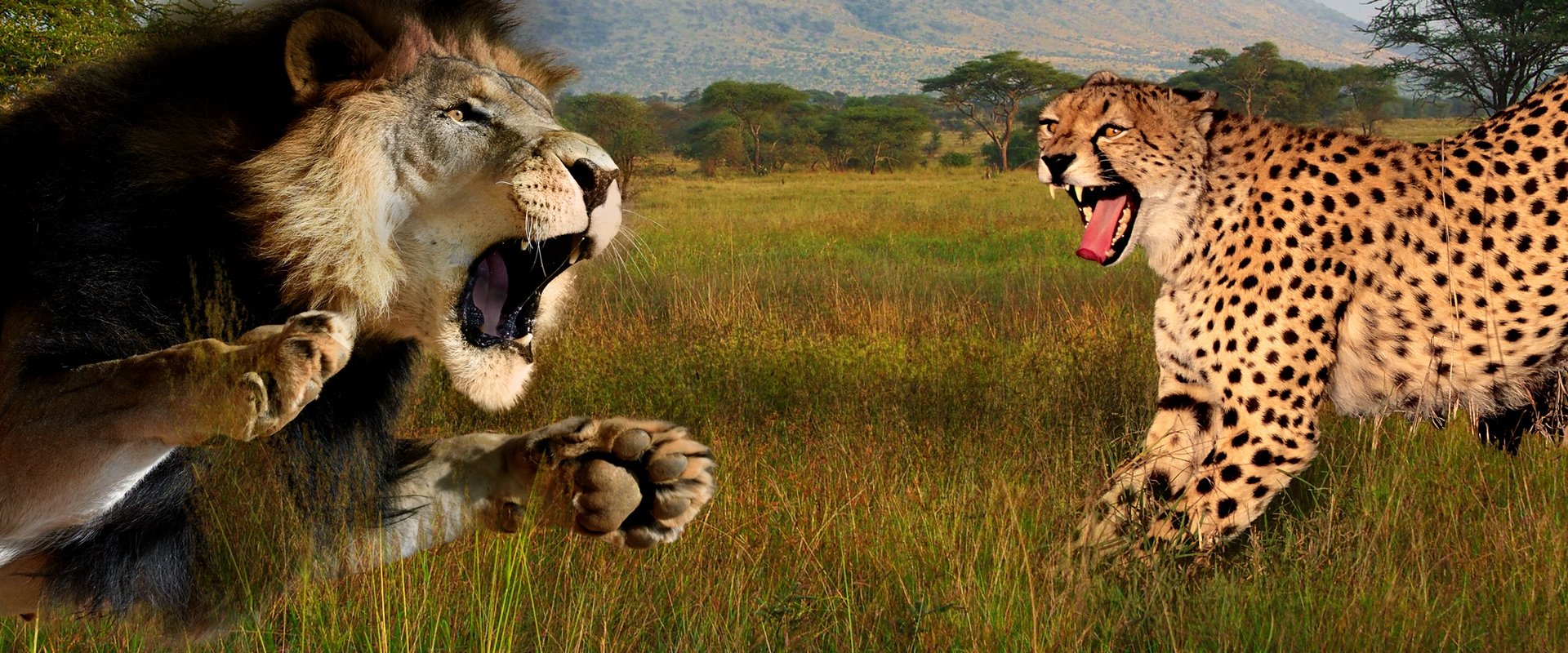 Cat Wars: Lion vs. Cheetah