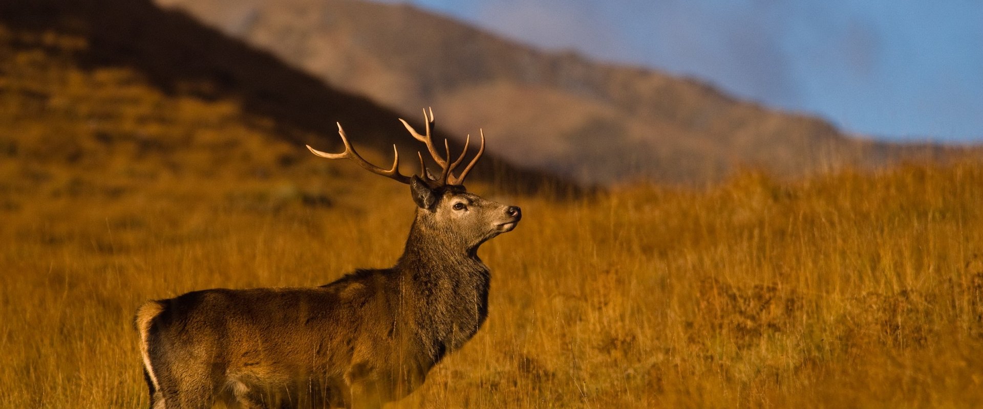 Highlands: Scotland's Wild Heart