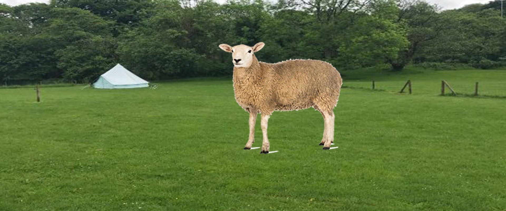 Dai the Sheep