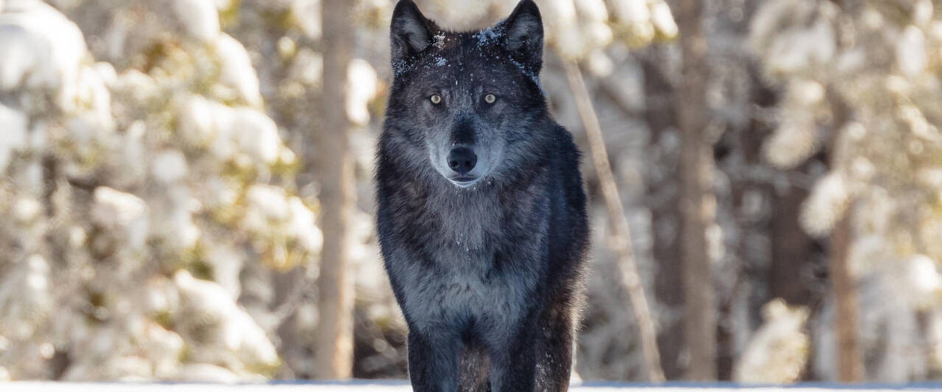 Une année parmi les loups
