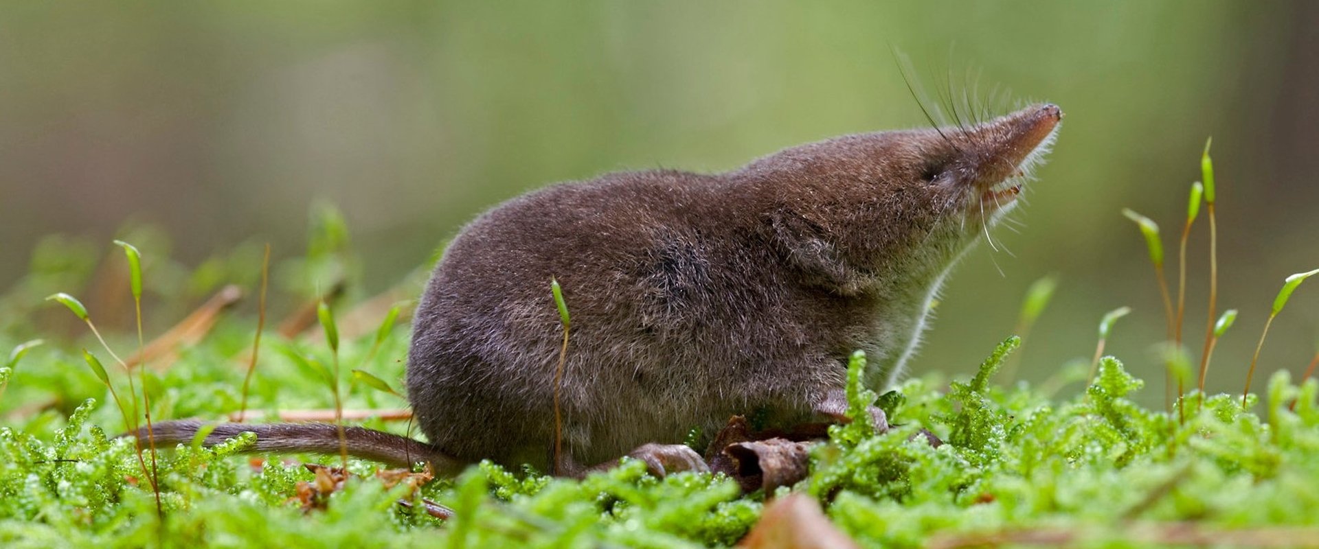 Super Small Animals