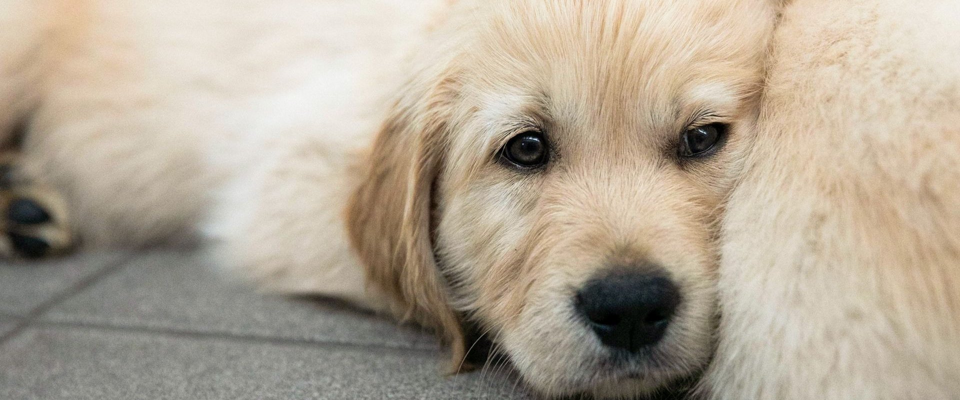 Puppy School for Guide Dogs