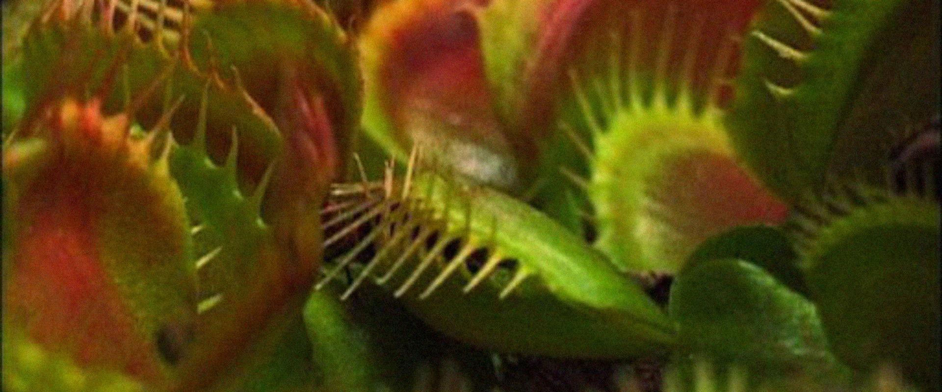 What Plants Talk About's banner image