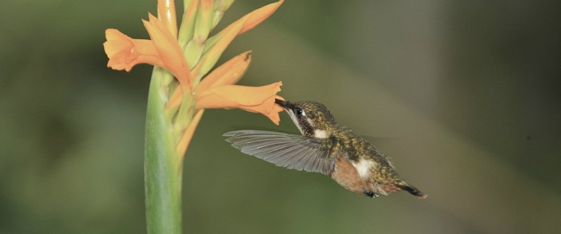 蜂鸟:宝石般的信使