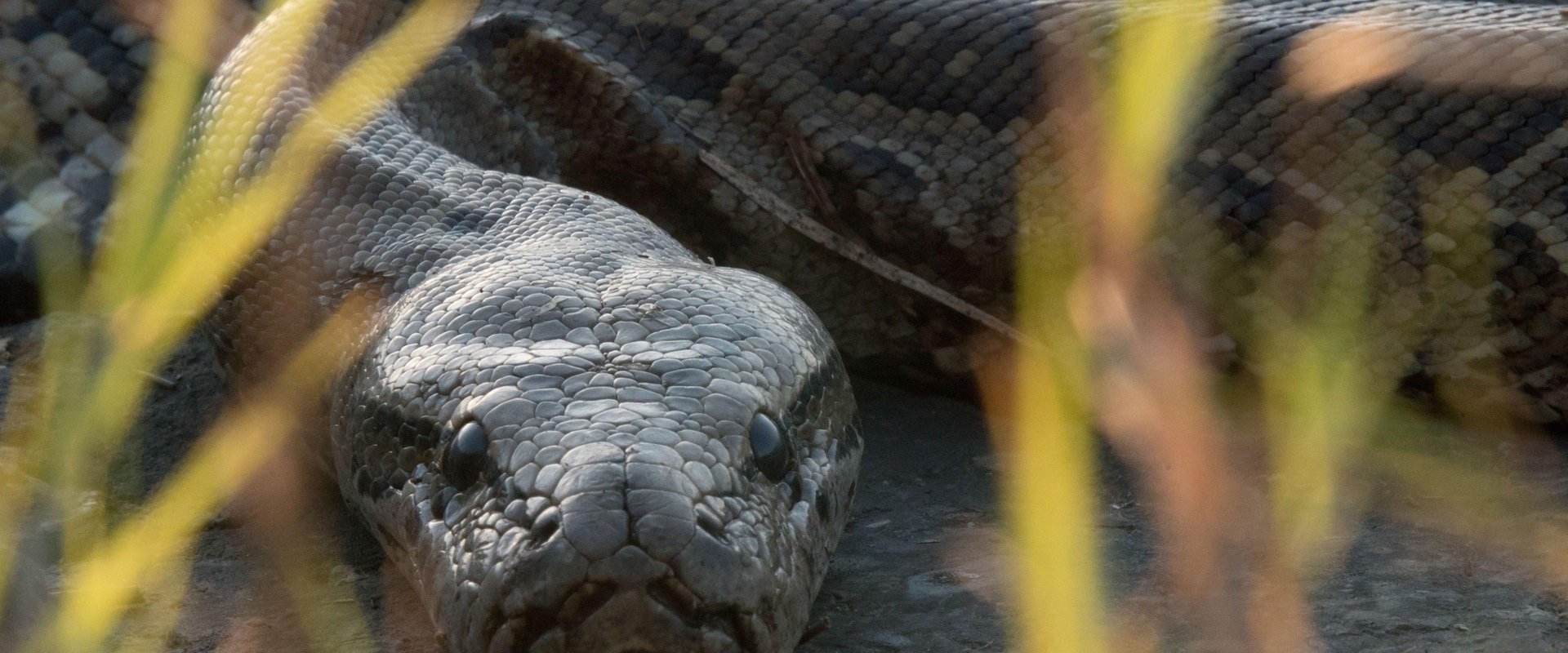 Queen of the Pythons