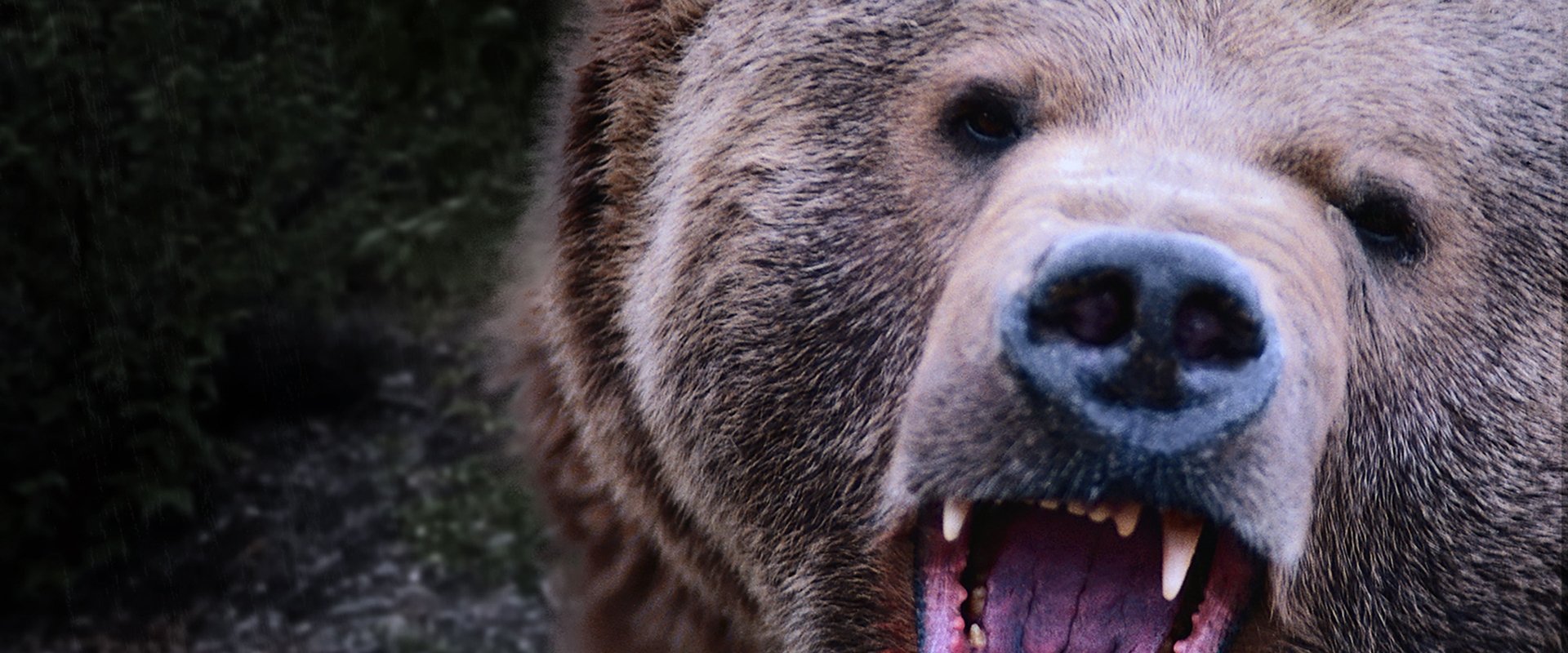 Kodiak