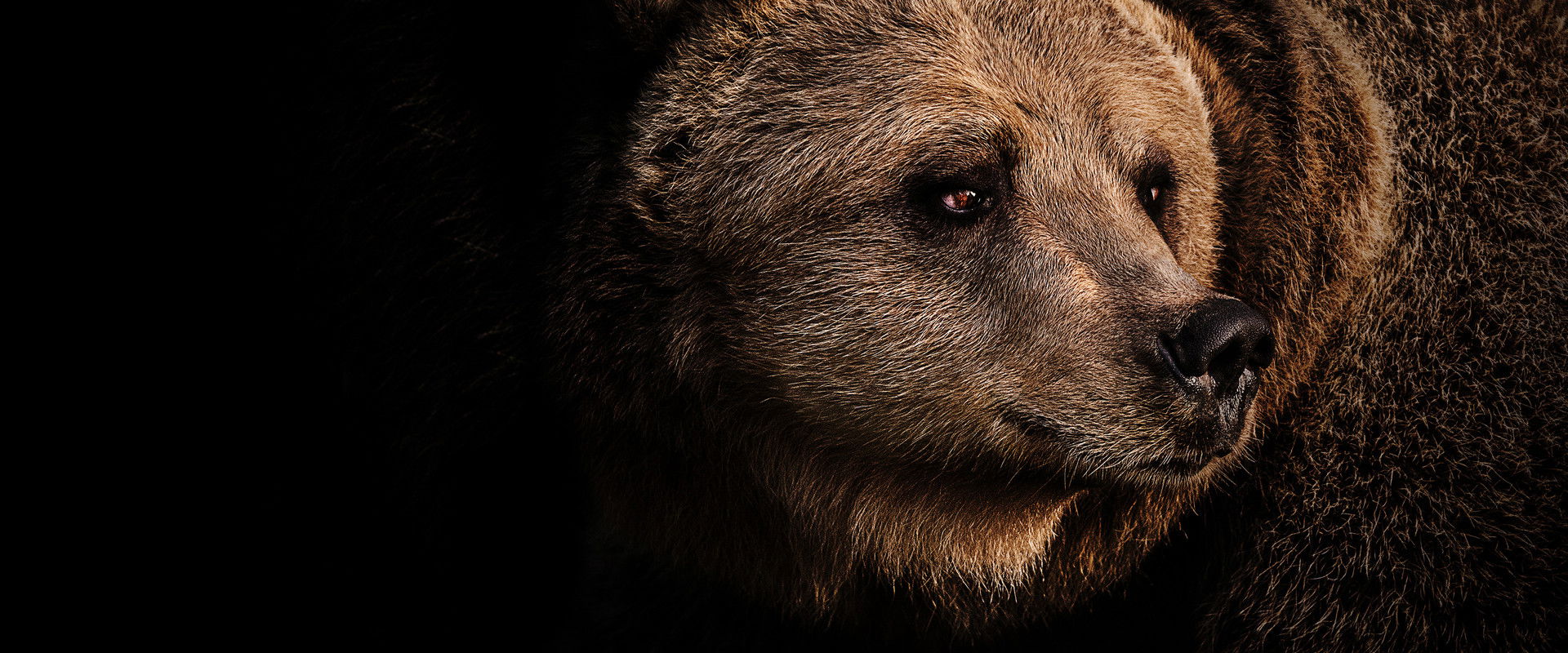 Grizzly Uprising's banner image