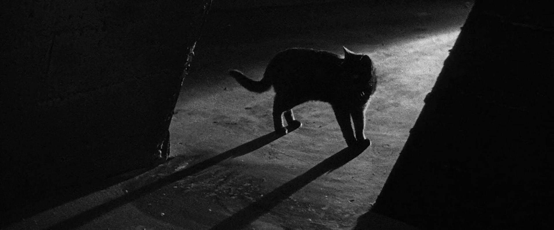 The Black Cat
