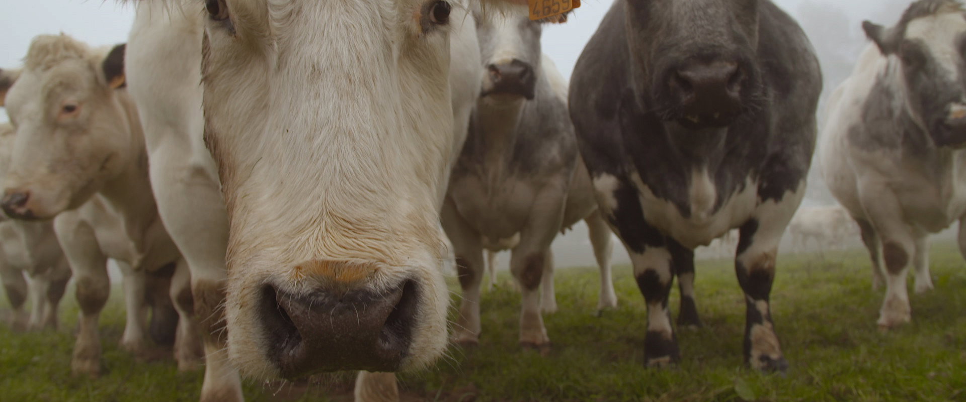 Et l'homme créa la vache