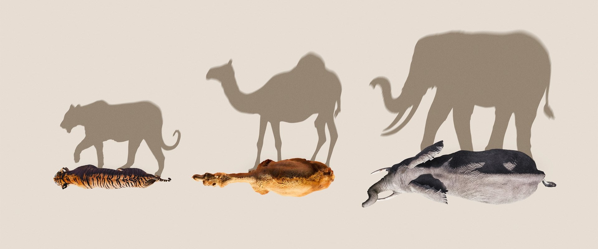 Mammals