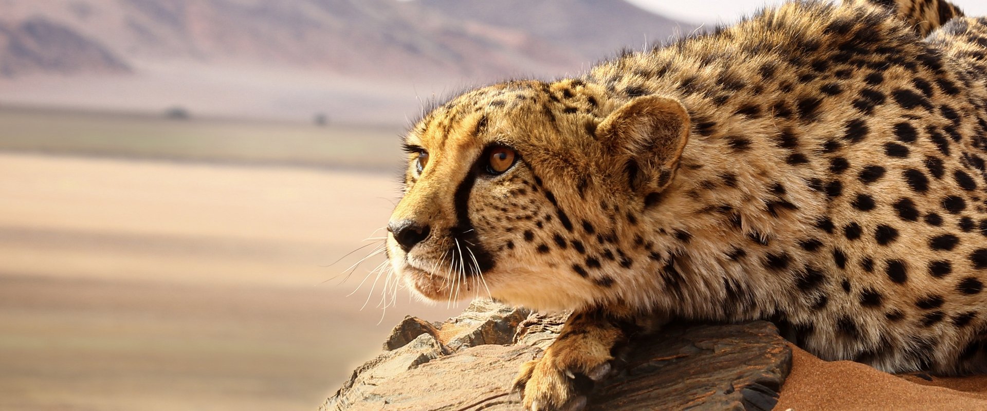 Big Cats: An Amazing Animal Family