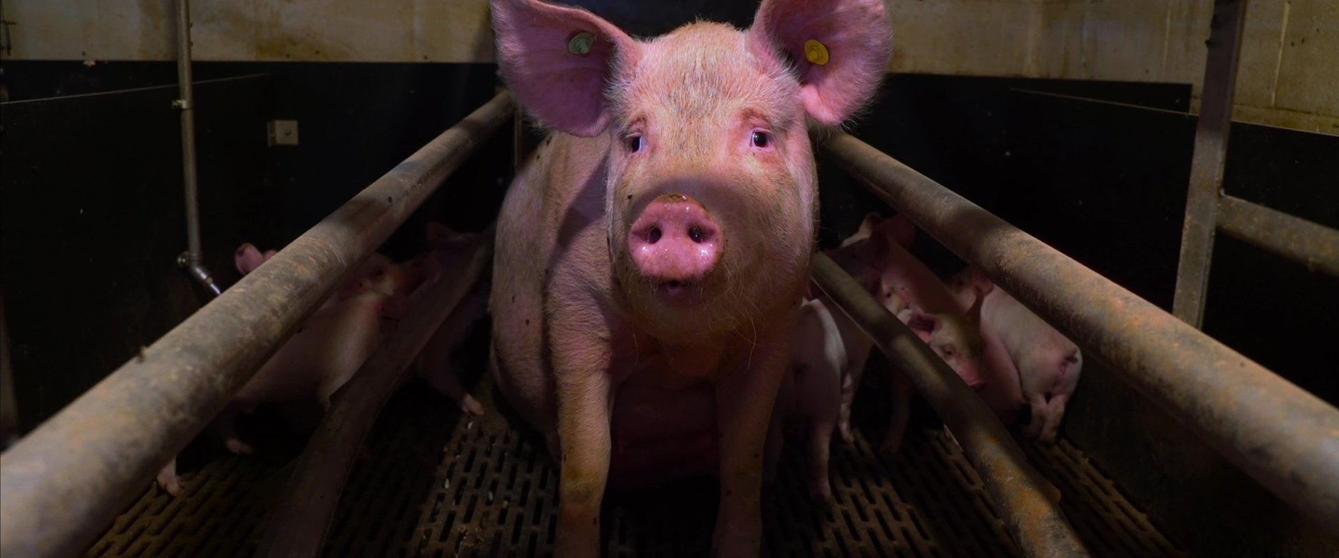 Pignorant