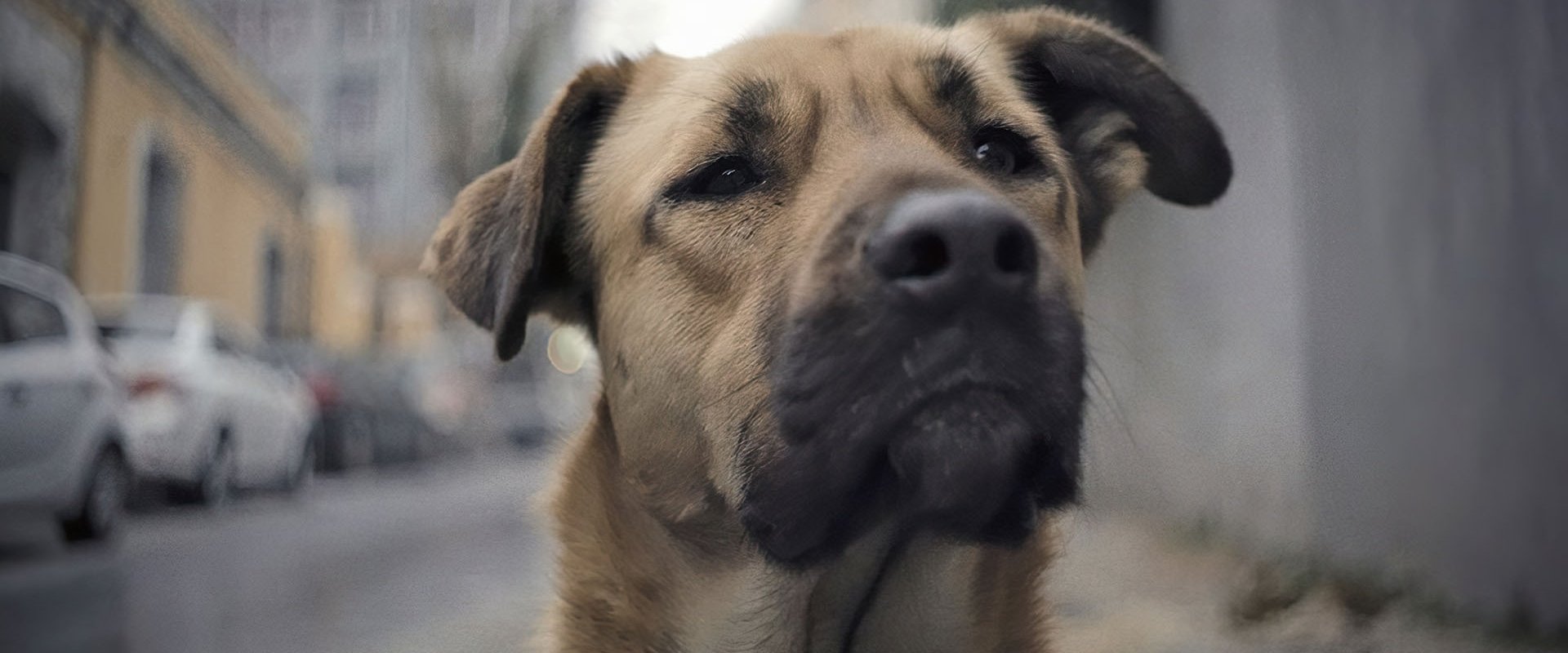 Streuner - Unterwegs mit Hundeaugen