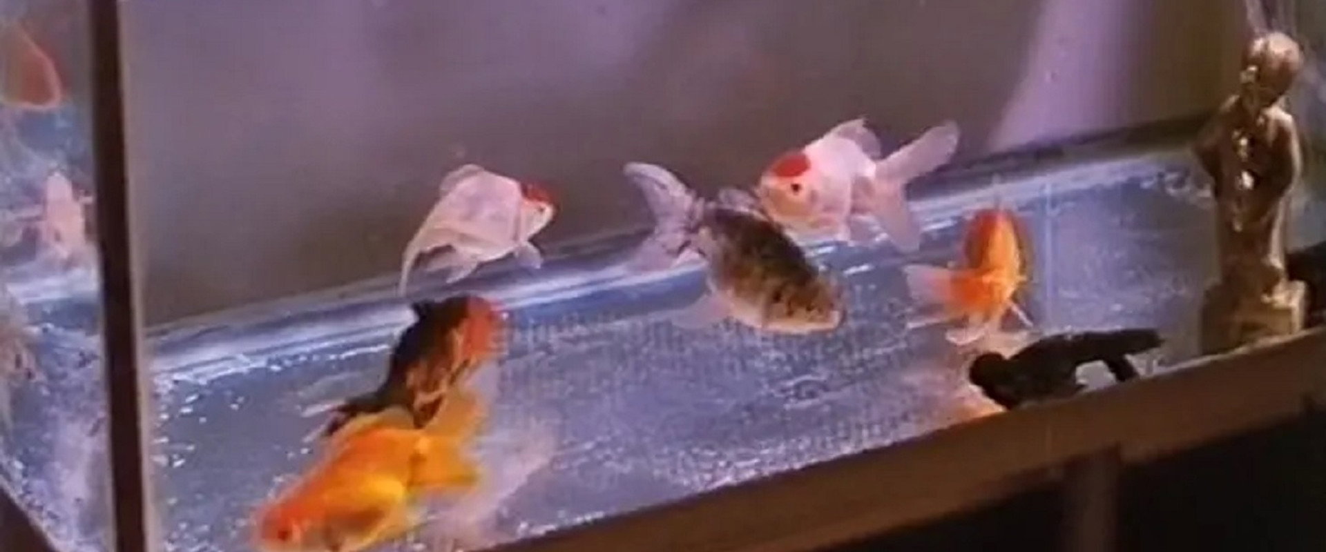 Goldfish's banner image