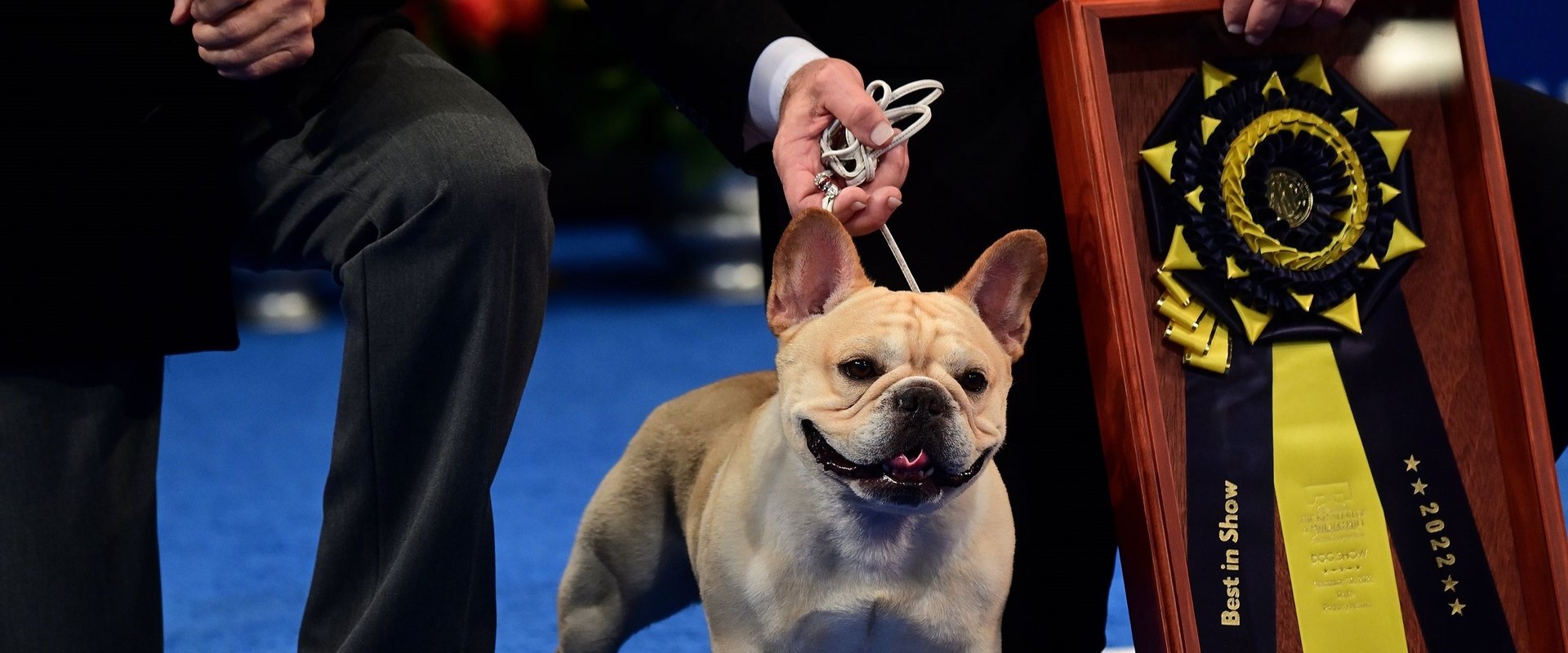 The National Dog Show
