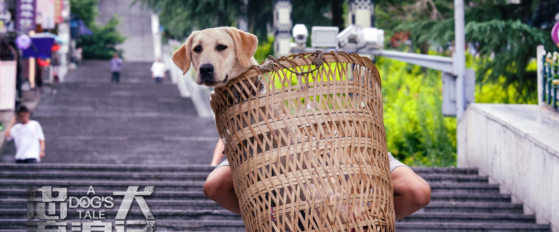 A Dog's Tale's banner image