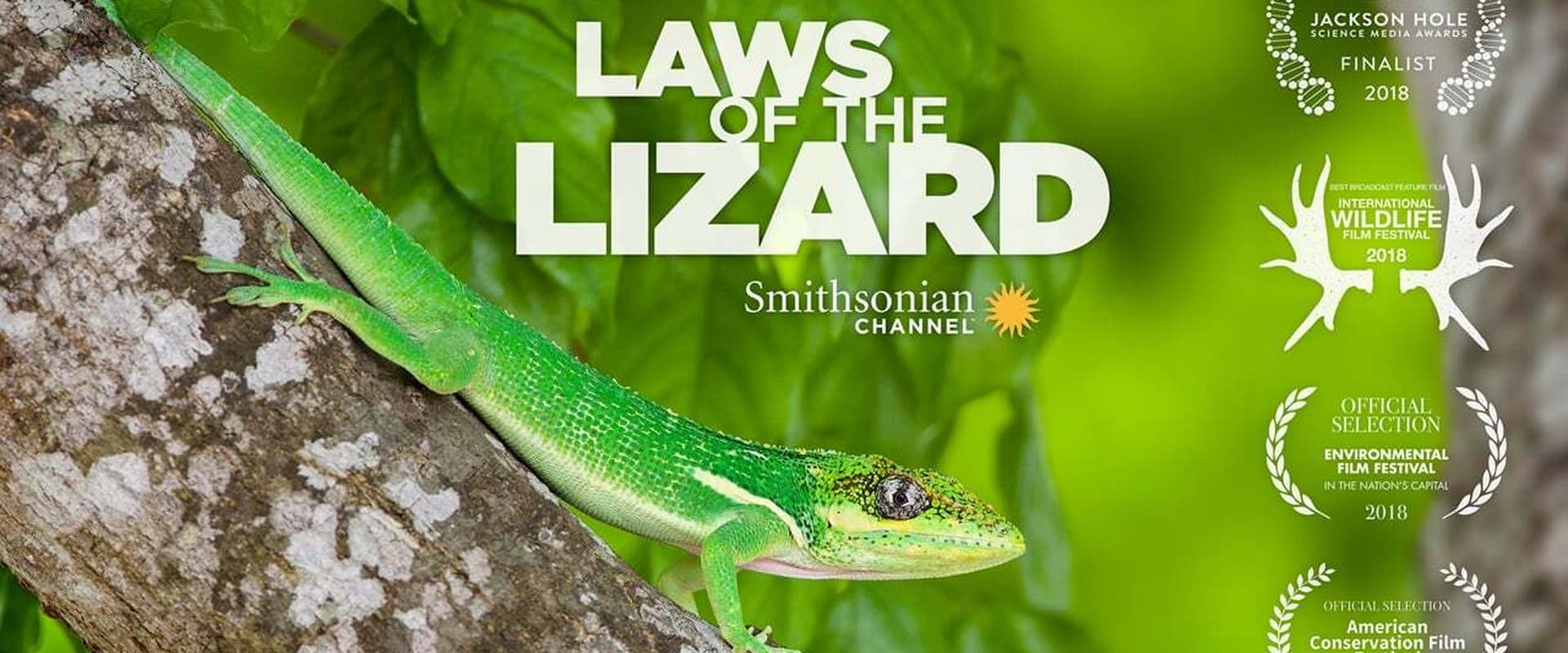 Laws of the Lizard