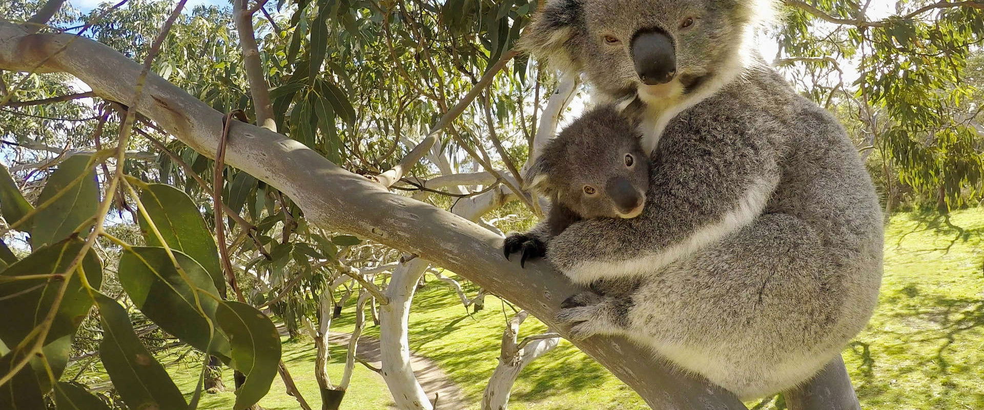 Secret Life of the Koala