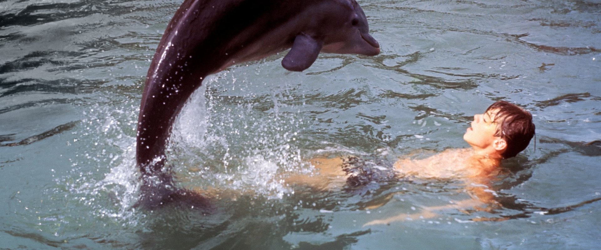 Flipper's New Adventure