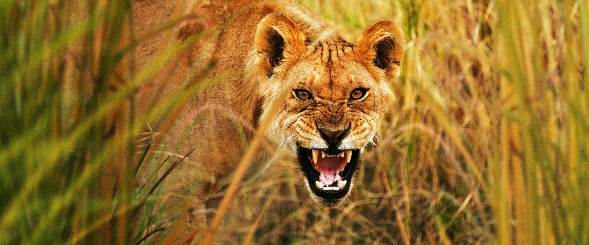 Secret Life of Predators