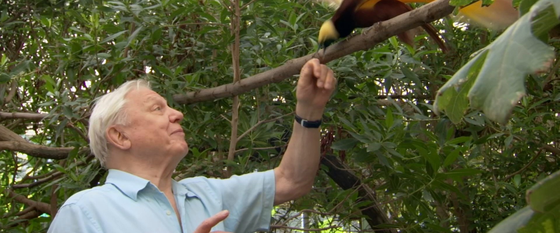 Attenborough's Paradise Birds