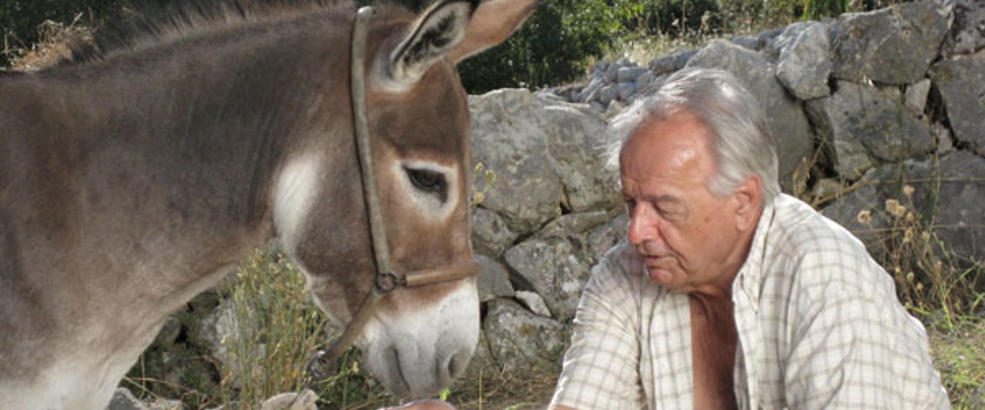 Donkey