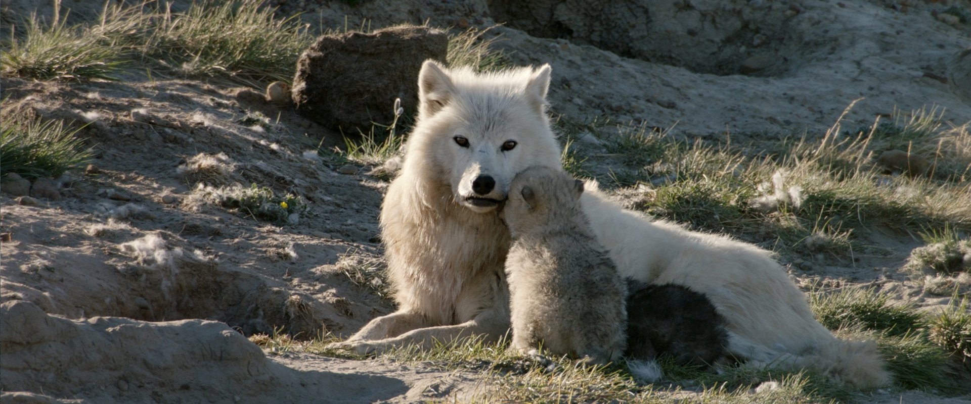 White Wolves: Ghosts of the Arctic