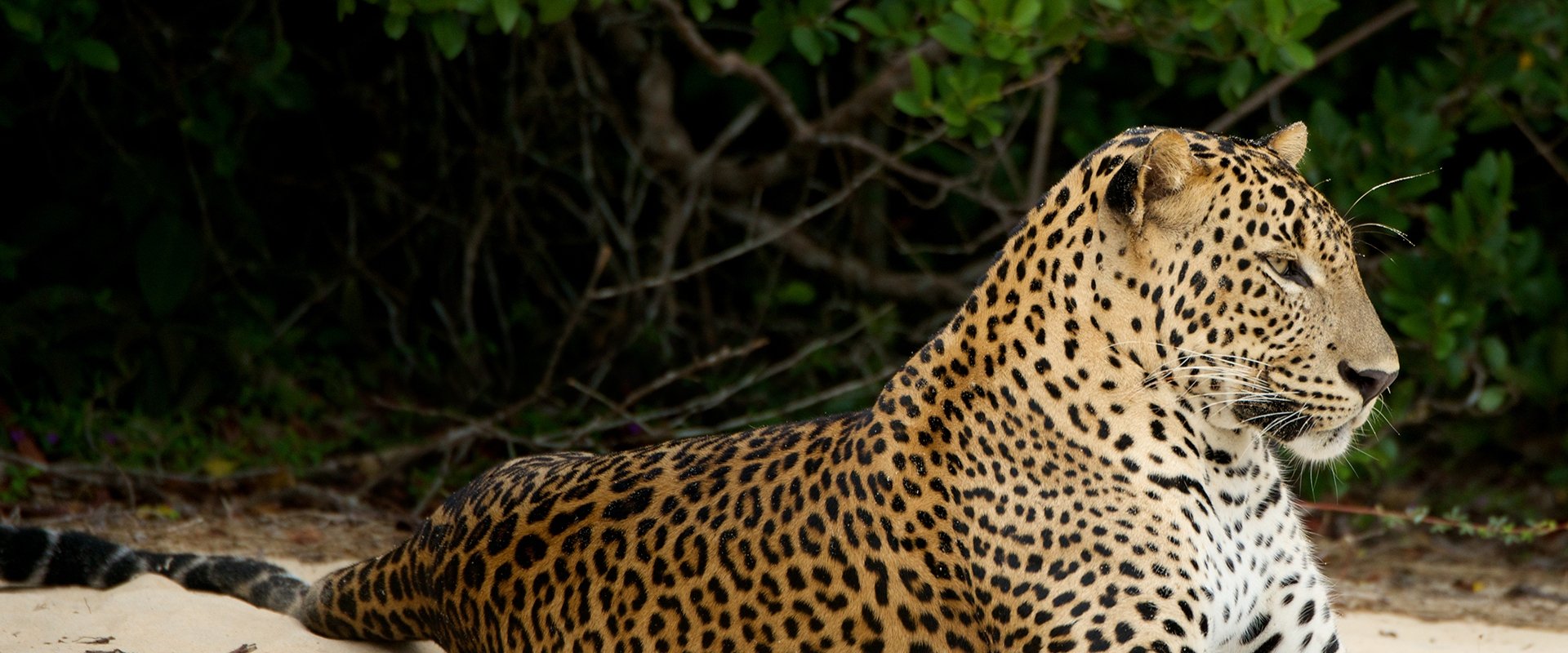 Wild Sri Lanka