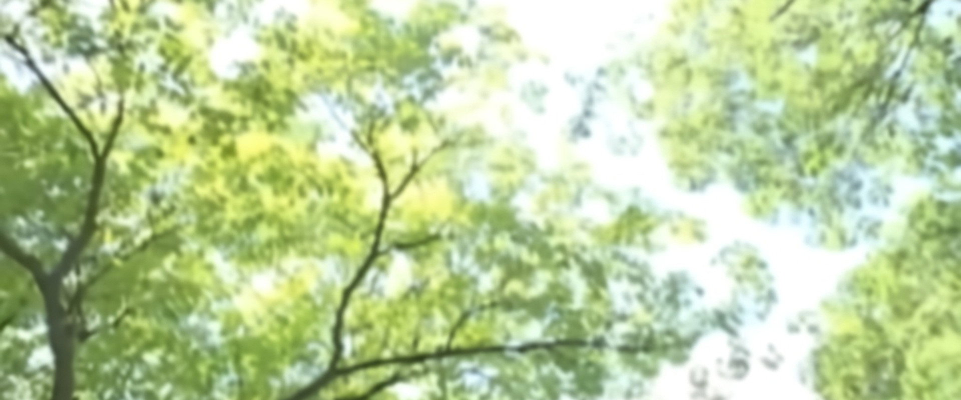 Boat's banner image