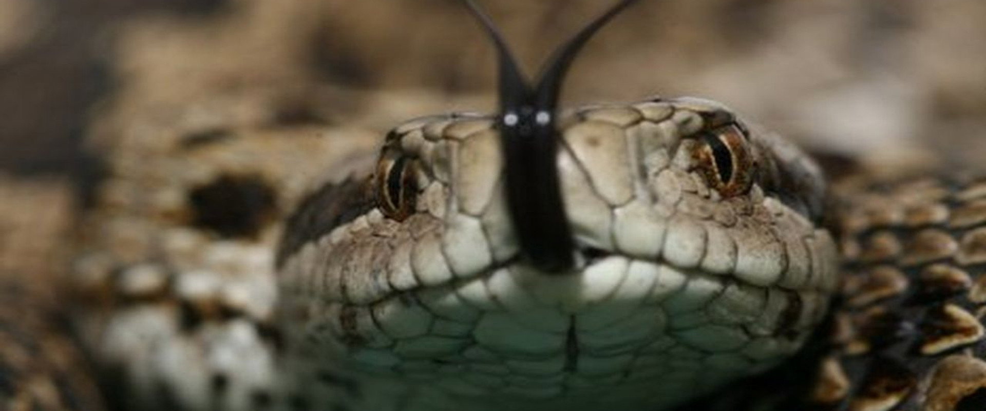 Vipera Life – A serpent’s life's banner image