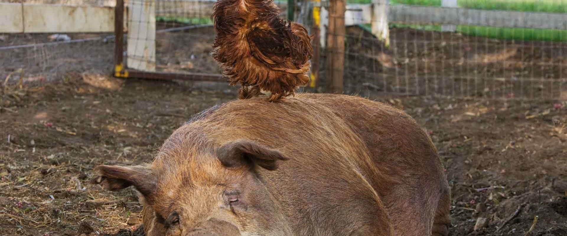 Mi gran pequeña granja