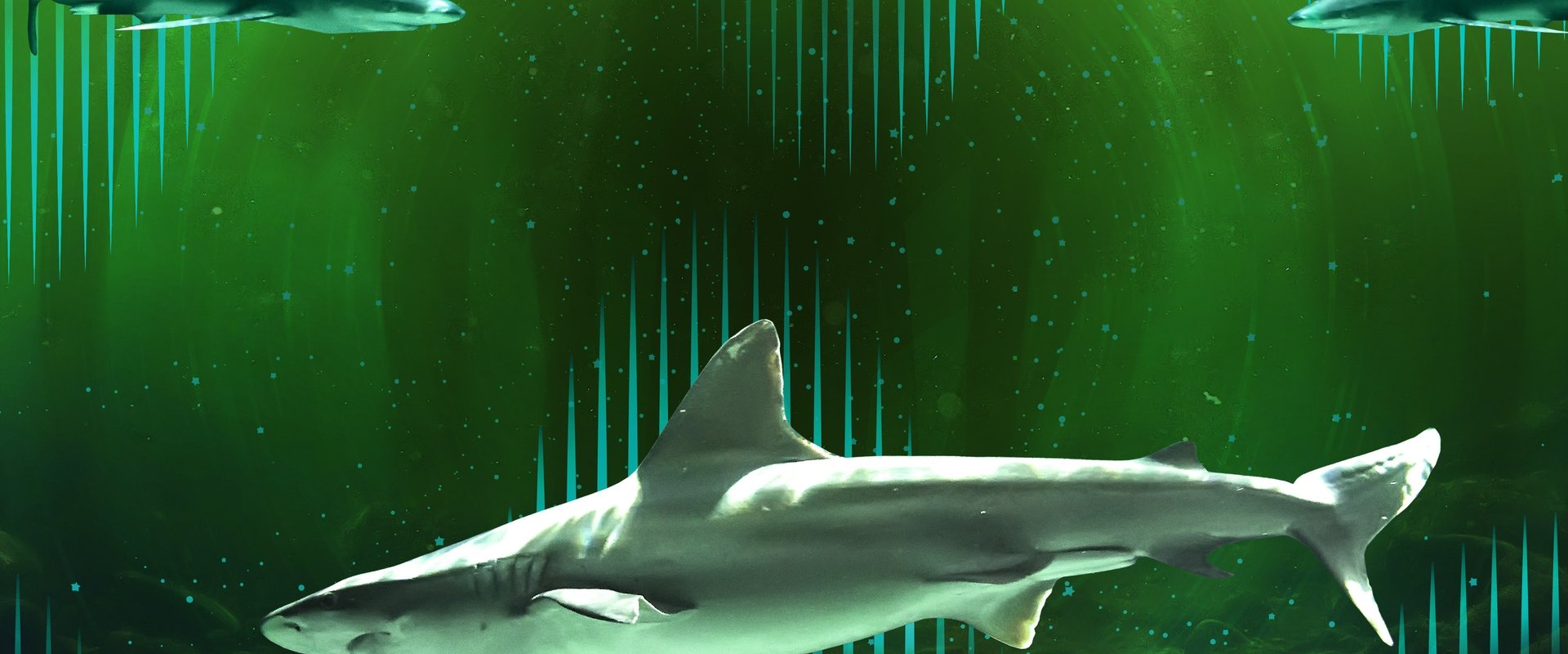 Bull Shark Bandits