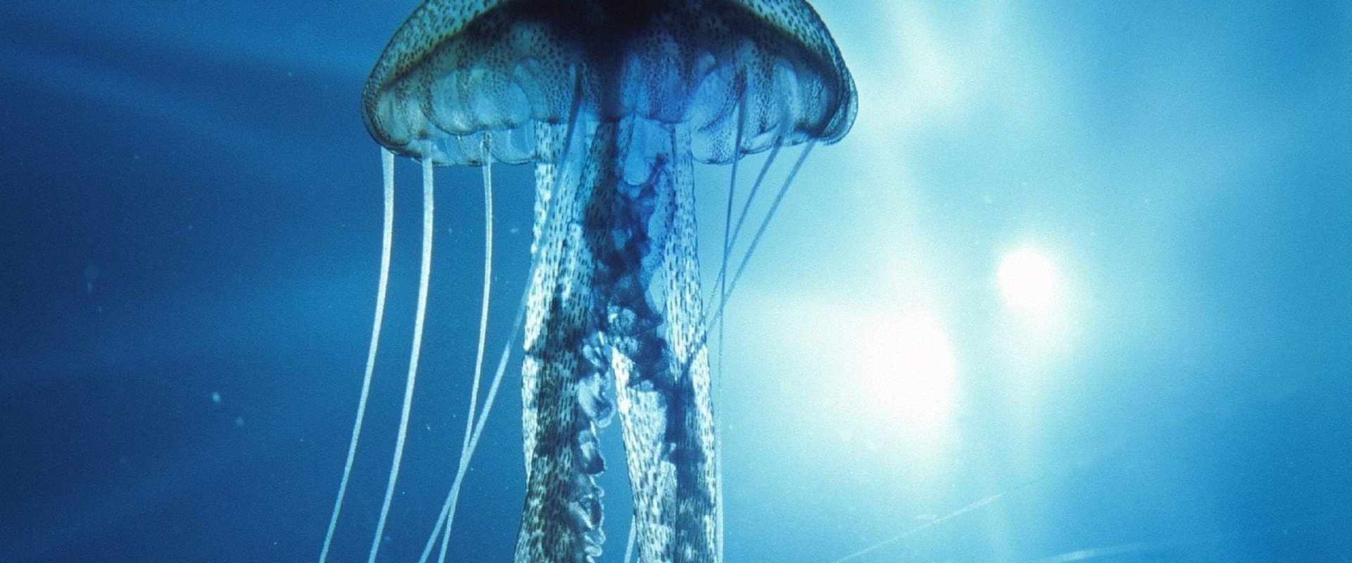 Into the Deep
