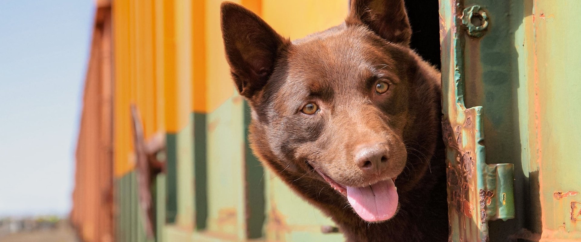 Koko: A Red Dog Story