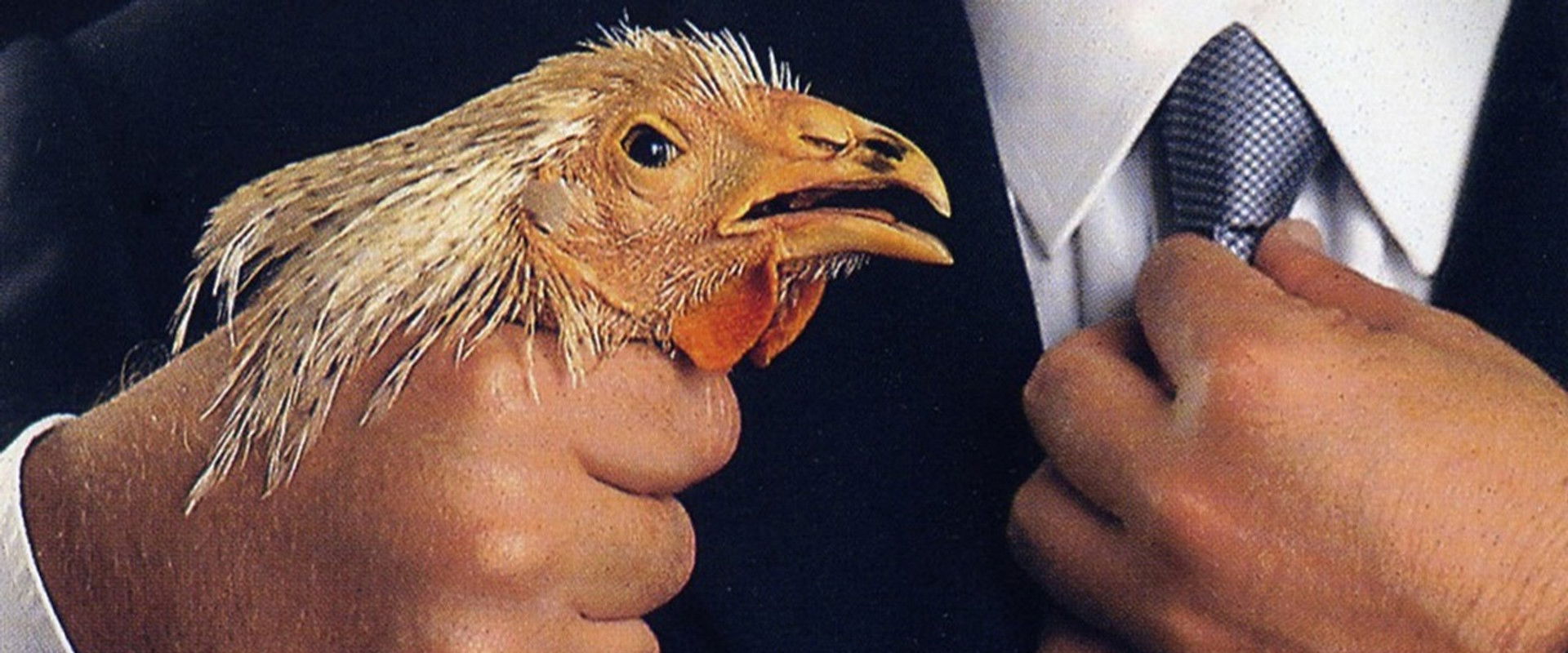 I fetentoni's banner image