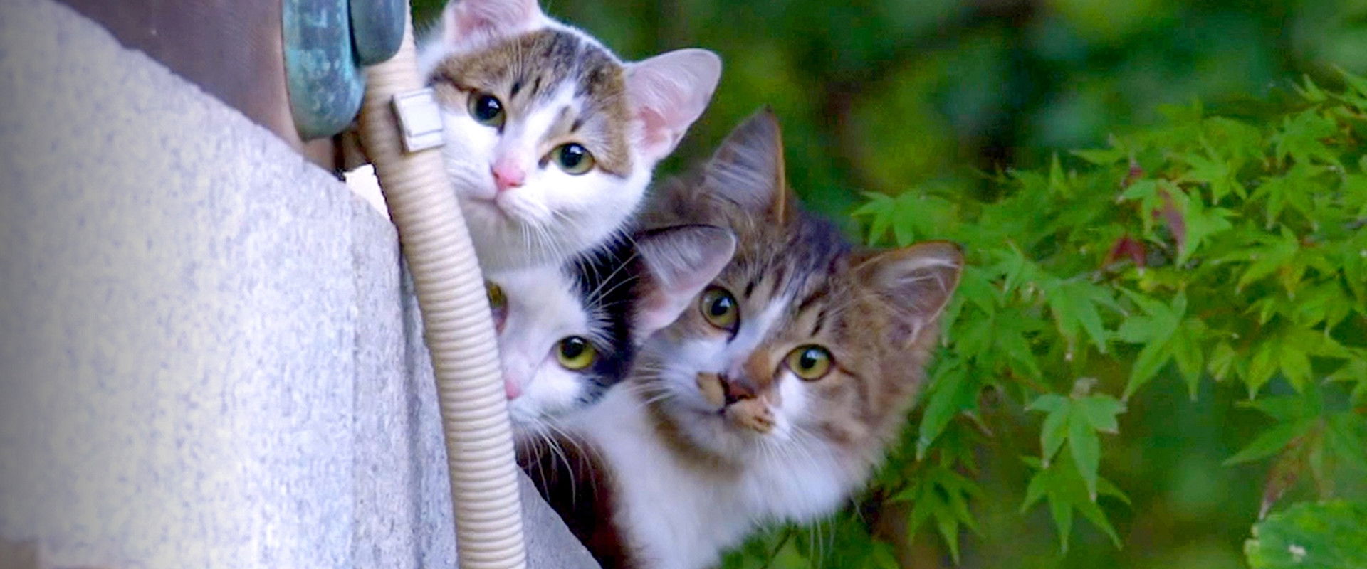 A Cat's-Eye View of Japan