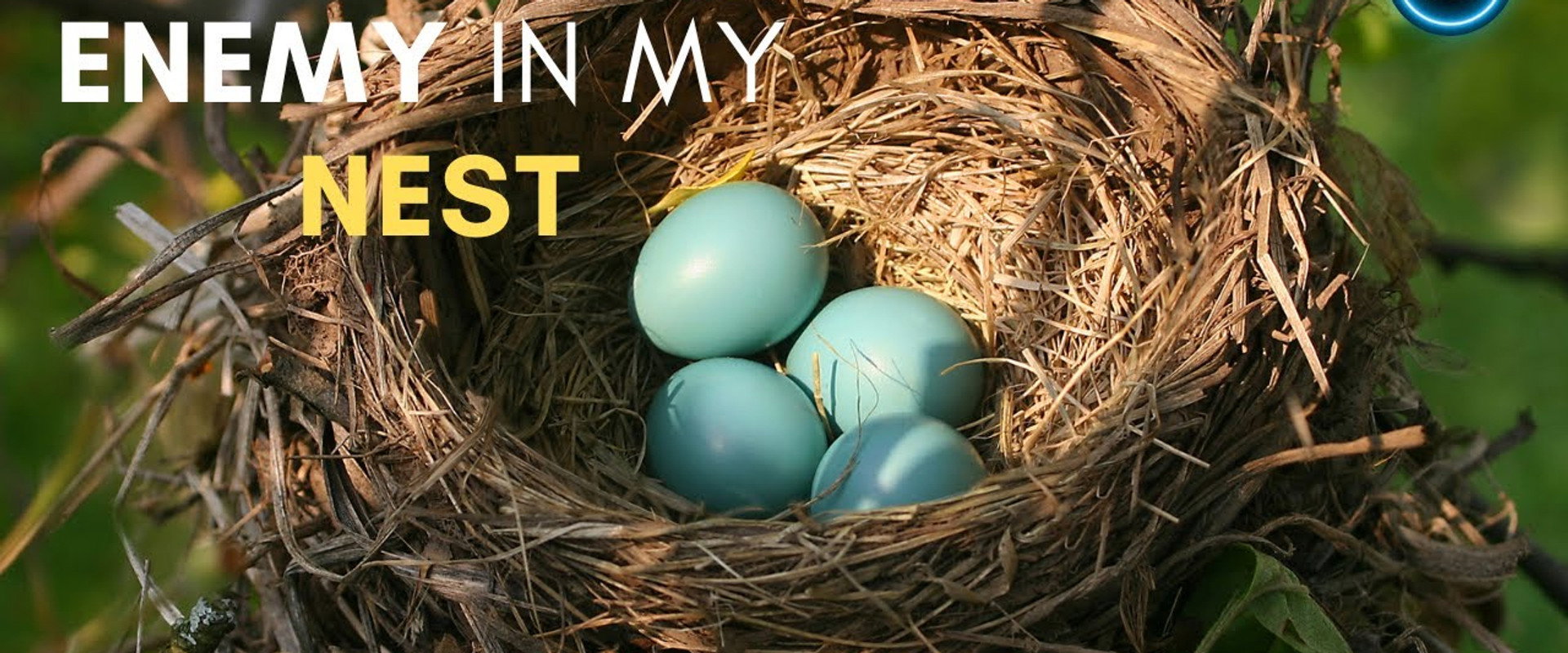 Cuckoo: The Enemy In My Nest