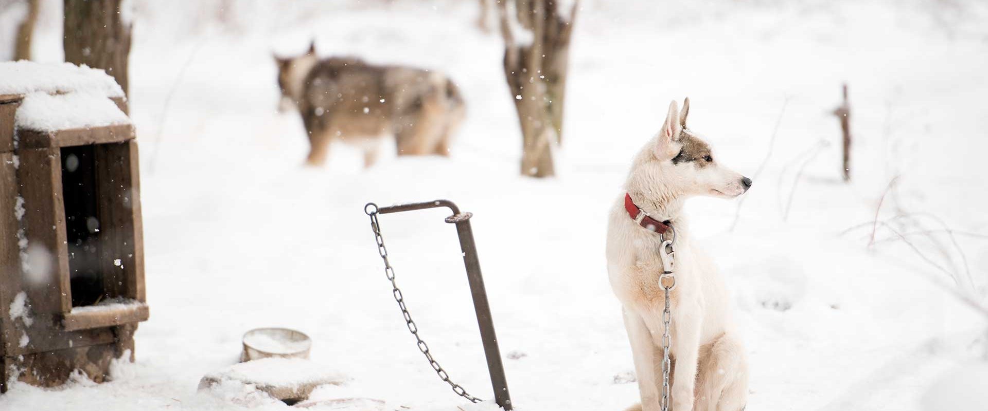 Sled Dogs