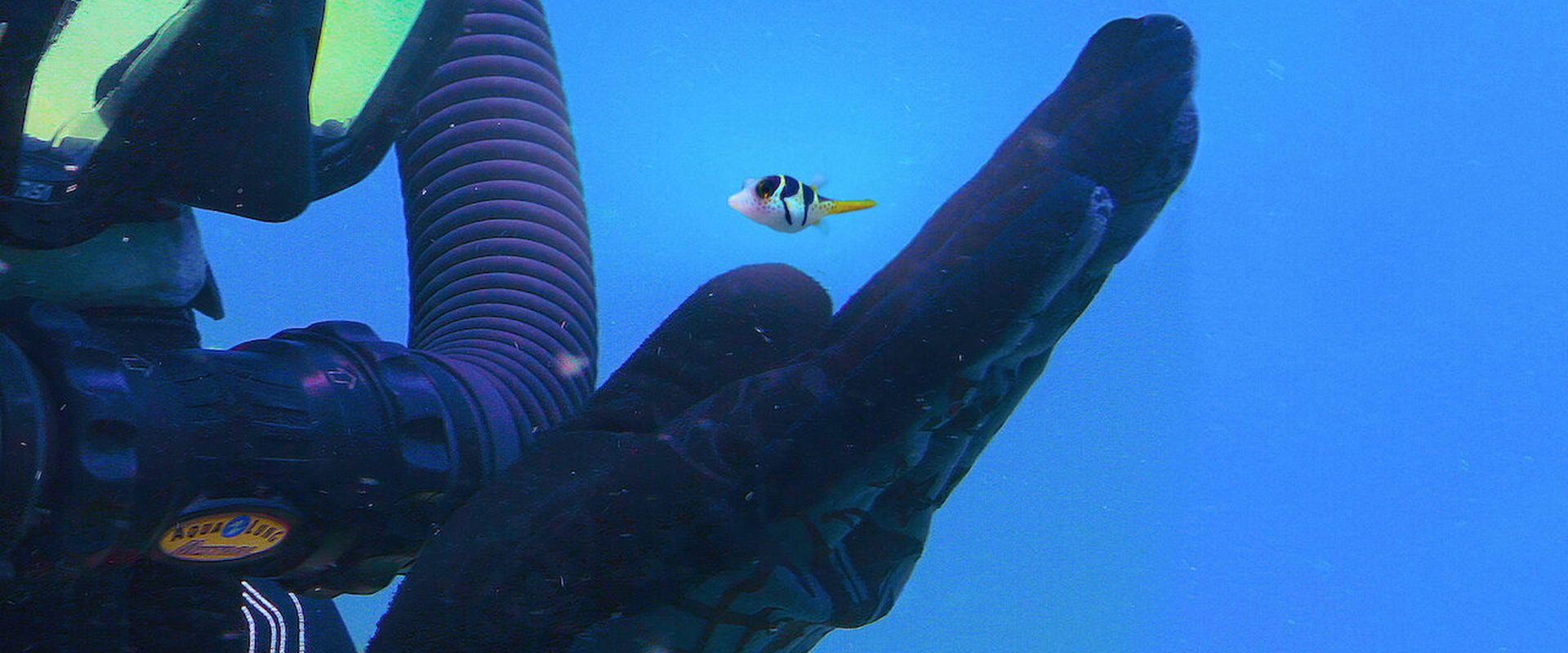 Pallino e le meraviglie della barriera corallina