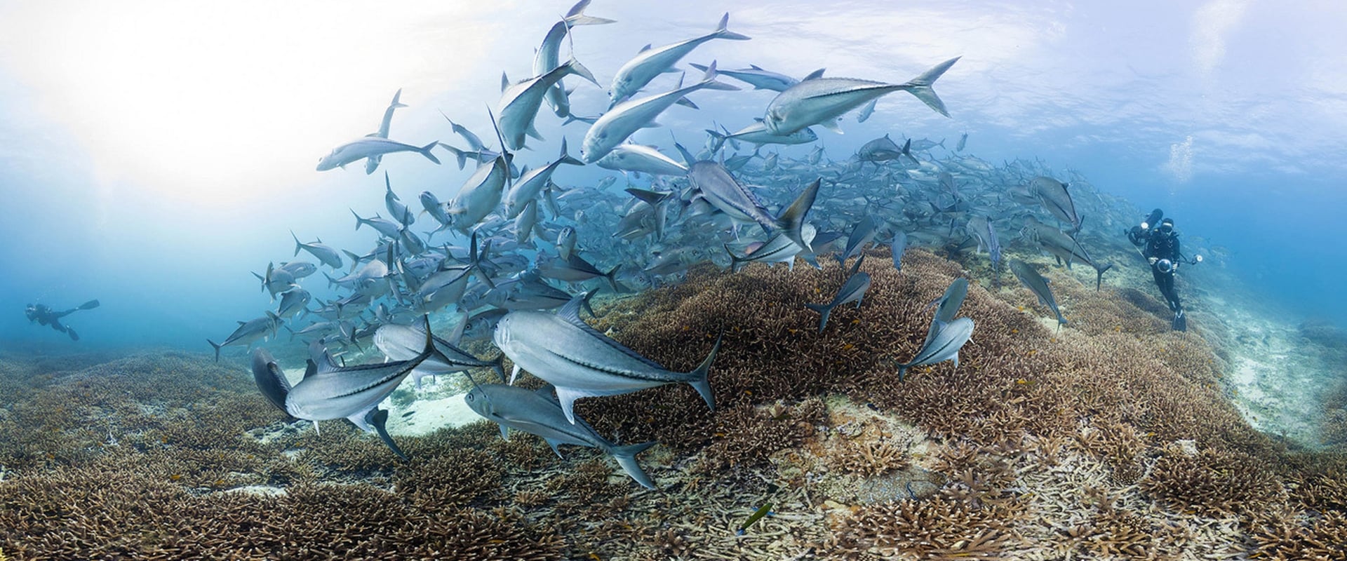 En busca del coral